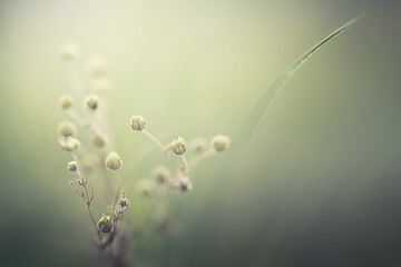 Wild grass in the forest meadow at sunset. Macro image