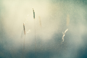 Wild grass during the rain on the forest meadow at sunset. Macro image,