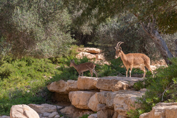 National Park Ibex, trees and landscape at Paula and Ben Gurion' grave site at Kibbutz Sde Boker in the Negev Desert in Southern Israel

