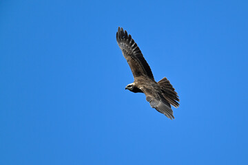 Western marsh harrier // Rohrweihe (Circus aeruginosus) - Greece