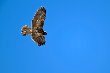 Western marsh harrier // Rohrweihe (Circus aeruginosus) 
