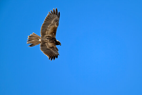 Western marsh harrier // Rohrweihe (Circus aeruginosus) 