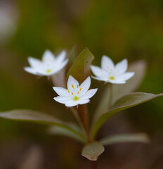 close up of white flower