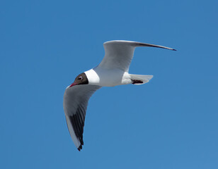 seagull in the sky