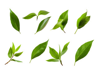 A set of green leaves isolated on a transparent or white background, png
