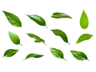 A set of green leaves isolated on a transparent or white background, png