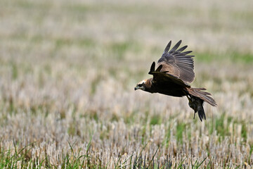 Western marsh harrier // Rohrweihe (Circus aeruginosus) 