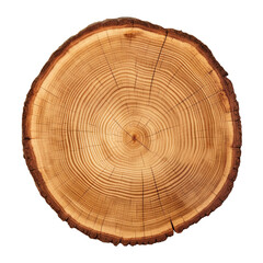 Tree stump slice isolated on transparent or white background, png