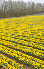 Daffodil crop in field at a rural agriculture farmland