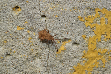 The nymph of the bedbug Coreus marginatus crawls on a concrete fence in the garden. Coreus marginatus is a herbivorous species of true beetles in the family Coreidae.