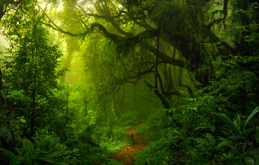 Obraz premium Tropical rain forest in Central America