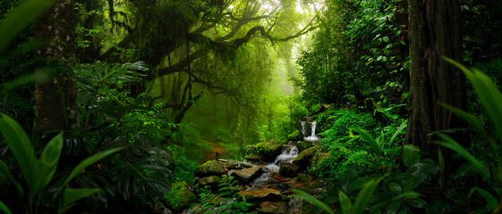 Fototapeta Tropical rain forest in Central America obraz