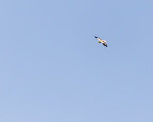 A Egyptian Vulture flying in blue sky