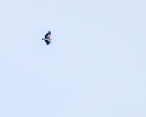 A Himalyan Griffon Vulture flying in sky