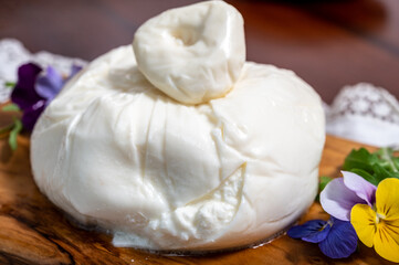 Eating of fresh handmade soft Italian cheese from Puglia, white balls of burrata foglia saporosa or burratina cheese made from mozzarella and cream filling close up