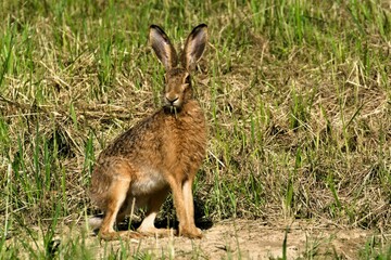 Bunny Lepus europaeus is resting and eating on sunny spot on the field. Very expanded hare in Czech republic. Springtime evening.