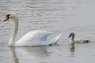 Graceful and elegant, the mute swan glides through the water, its white feathers glistening in the sunlight