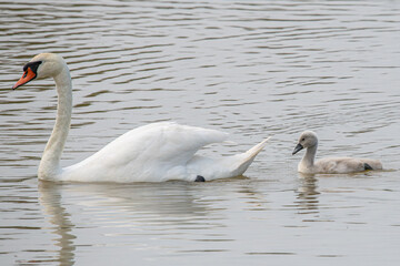 With a long, curved neck held high, the mute swan displays a regal presence while swimming alongside its mother