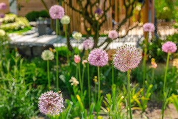 Close up of colourful flowerbed with Persian onion star of Persia (Allium cristophii) in sunny day