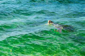 Swimming sea turtle looks out of crystal clear green water