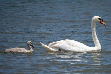 Obraz premium Parent swan tenderly teaches cygnet to navigate the peaceful lake
