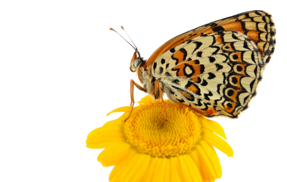 Melitaea phoebe butterfly on field yellow flower, Knapweed fritillary  isolated on white, side view, clipping