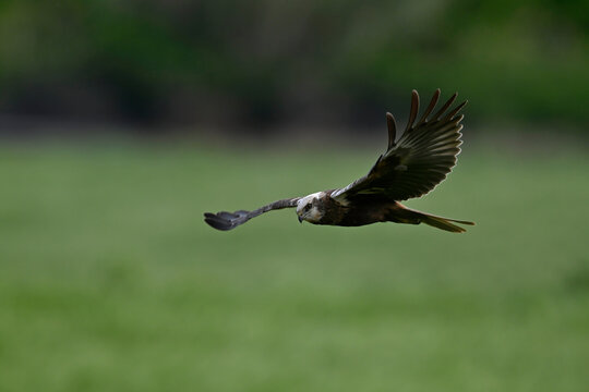 Western marsh harrier // Rohrweihe (Circus aeruginosus) 