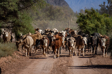herd of cows being herded over the mountain