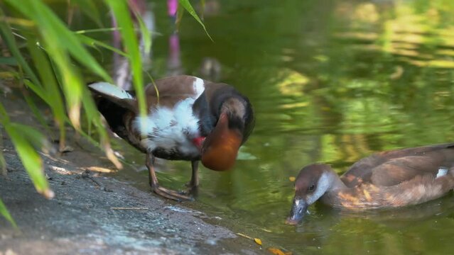Enten beim putzen