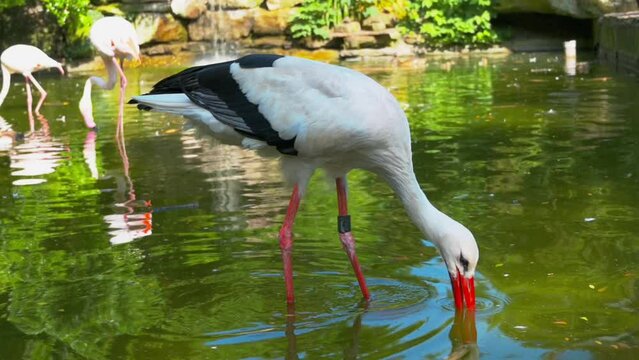 Storch in einem Teich