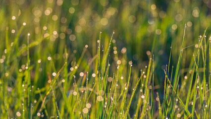 Dew drops on grass stems.