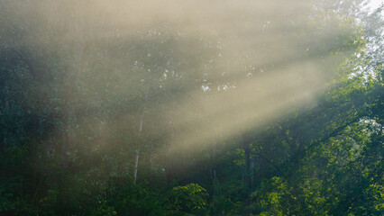 Sunbeams in a haze against the backdrop of trees in the evening.