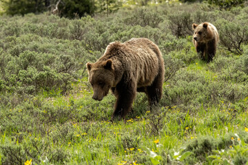 Plakat Grizzly #610 (Ursus horribilis) with her 3 cubs in sagebrush meadow; Grand Teton National Park; Wyoming