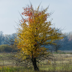 One tree is covered with yellow autumn foliage.