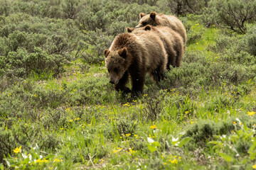 Obraz na płótnie Canvas Grizzly #610 (Ursus horribilis) with her 3 cubs in sagebrush meadow; Grand Teton National Park; Wyoming
