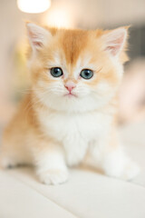 Obraz premium Kitten. British shorthair kitten golden color chinchilla
