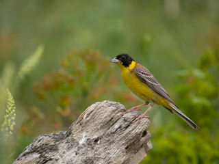 Black-headed bunting, Emberiza melanocephala,