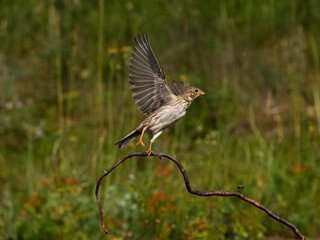Corn bunting, Emberiza calandra