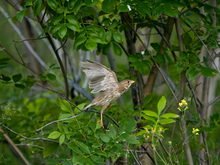 Corn bunting, Emberiza calandra
