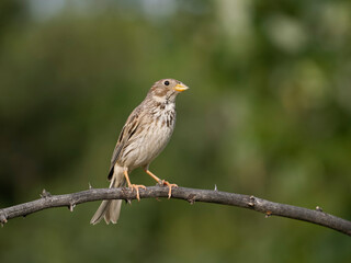 Obraz premium Corn bunting, Emberiza calandra