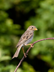 Fototapeta premium Corn bunting, Emberiza calandra