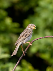 Corn bunting, Emberiza calandra