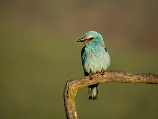 Obraz premium European roller, Coracias garrulus