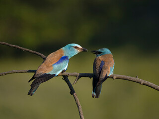 European roller, Coracias garrulus