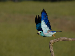 European roller, Coracias garrulus