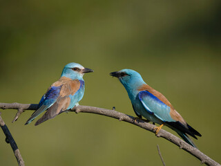 Obraz premium European roller, Coracias garrulus