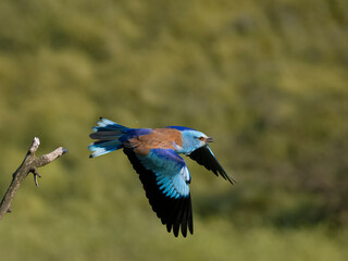 European roller, Coracias garrulus