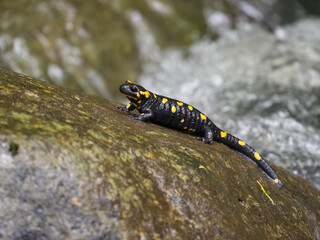 Fire salamander, Salamandra salamandra