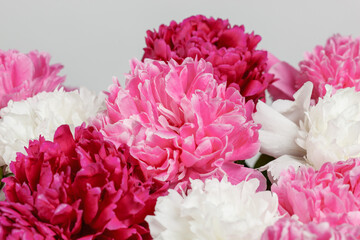 beautiful peonies on a white background