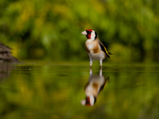 Goldfinch, Carduelis carduelis,